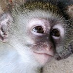 Baby vervet monkey.