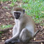 The scientific name for vervet monkey is Cercopithecus Aethiops.