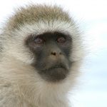 Vervet monkey staring into space.