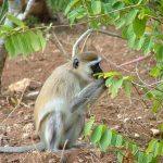 The vervet monkey, or simply vervet.