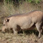 Scientific name of warthog is Phacochoerus Africanus.