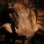 Warthog in the late afternoon sun.