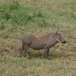 The warthog parent looking for a way for the family.