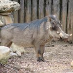 The scientific name of warthog is Phacochoerus Africanus.