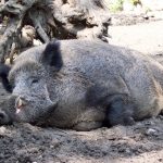 The common warthog is a member of the pig family.