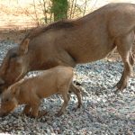 The warthog is a wild member of the pig family.