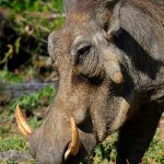 African Warthog.