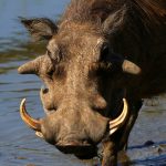 Warthog close ups of head, tusks & eye.