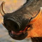Warthog close-up.