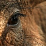 Close-up of a warthog.