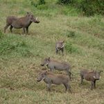 A warthog family.