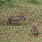 Warthog family.