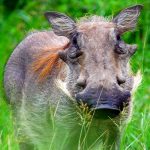 The height of a warthog ranges between 2.1 – 2.8 ft.