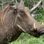 An adult female warthog weighs between 99 – 170 lbs.