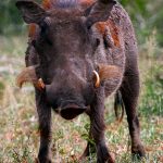 Warthog - do not confuse it with a bush pig.