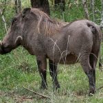 An adult male warthog weighs between 130 – 330 lbs.
