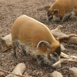 Warthogs In a zoo.