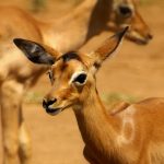 Young impalas.