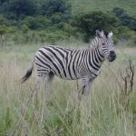 A zebra foal is not black and white at birth