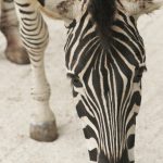 Zebras may occasionally eat herbs, bark, shrubs, twigs, and leaves although they feed almost entirely on grasses