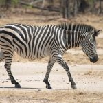 A zebra foal is not black and white but brown and white at birth