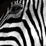 Zebras may occasionally eat herbs, bark, leaves, shrubs, and twigs although they feed almost entirely on grasses