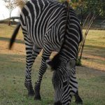 Zebras may occasionally eat twigs, herbs, bark, leaves, and shrubs although they feed almost entirely on grasses