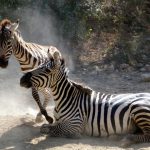 Zebras may occasionally eat herbs, shrubs, twigs, leaves and bark although they feed almost entirely on grasses