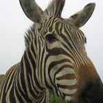 Zebra foals are protected by mothers