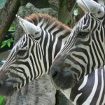 Zebra foals are protected by mothers, head stallion and the other mares