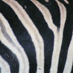 Zebra stripes for camouflage and identification