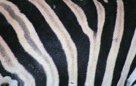 Zebra stripes for camouflage and identification