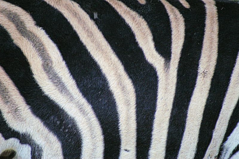 Zebra stripes for camouflage and identification