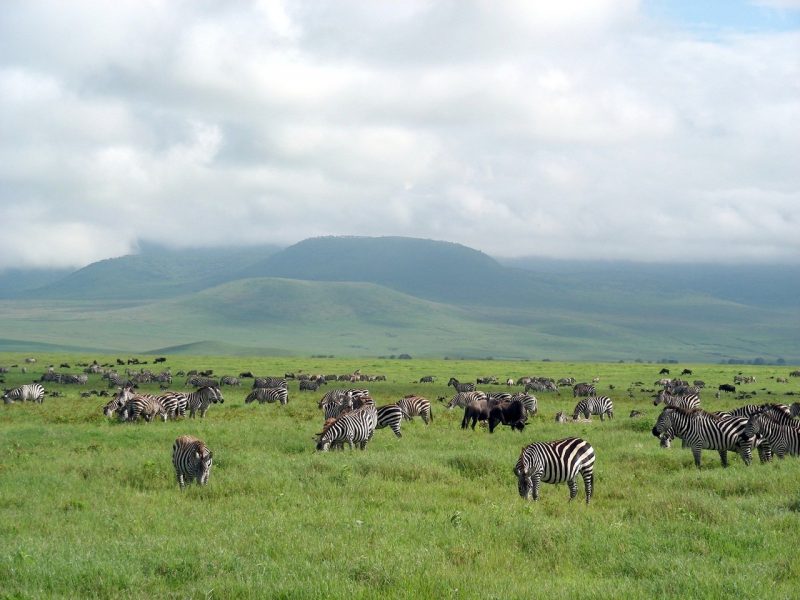 Zebra stripes for camouflage and identification