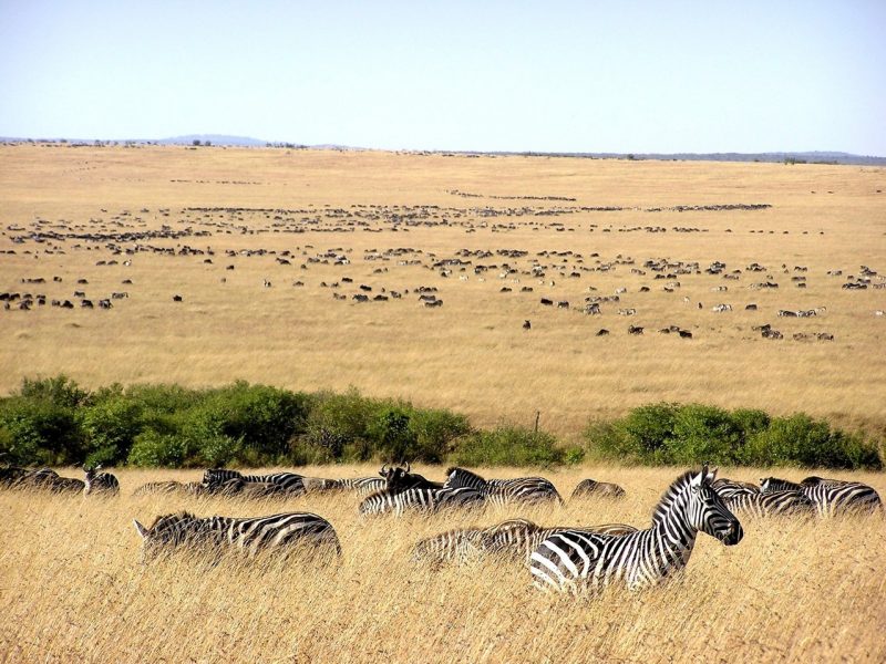 Migration of zebras across the plains