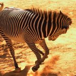 Peculiar dynamics of populations of zebra