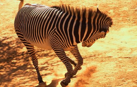 Peculiar dynamics of populations of zebra