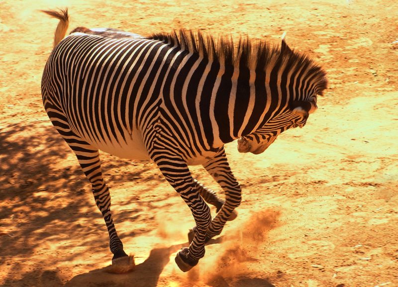 Peculiar dynamics of populations of zebra