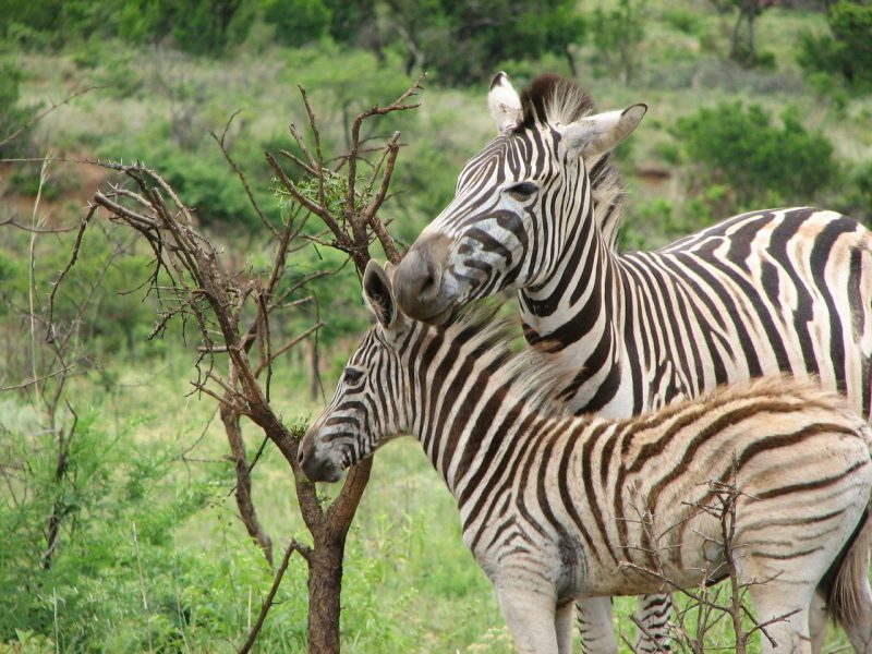 Peculiar dynamics of populations of zebra