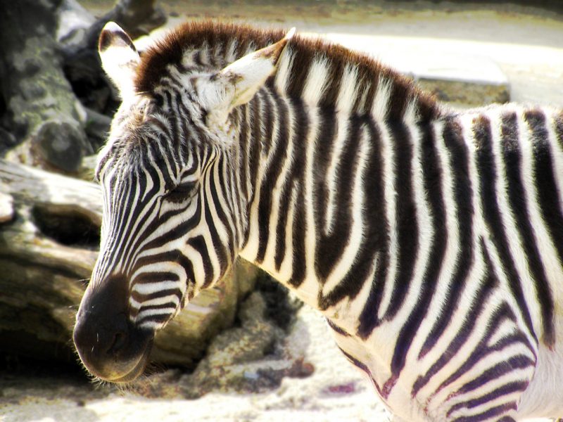 Peculiar dynamics of populations of zebra