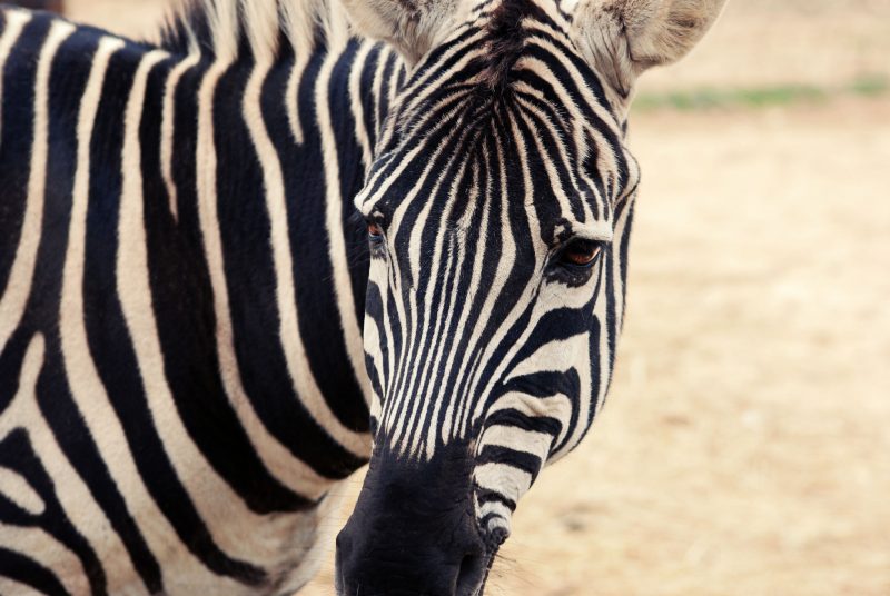 Grevy's zebras in Kenya is numbered