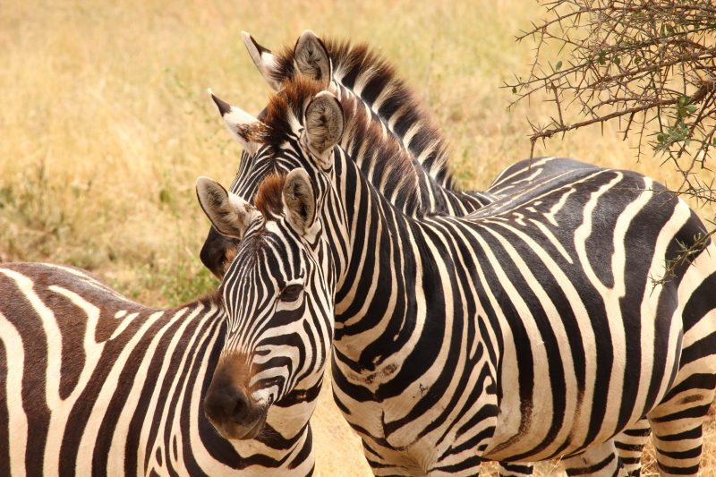 Grevy's zebras in Kenya is numbered
