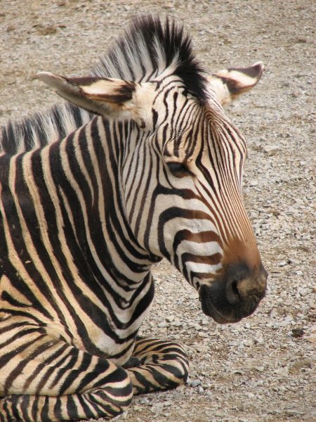 The zig-zag forward grazing pattern of a Hartmann’s mountain zebra follows the contours of the terrain