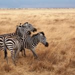 Grevy's zebra in Laikipia