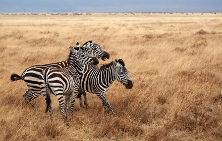 Grevy's zebra in Laikipia