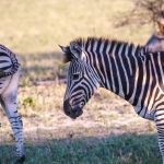 The largest of the three zebras is the Grevy’s zebra species