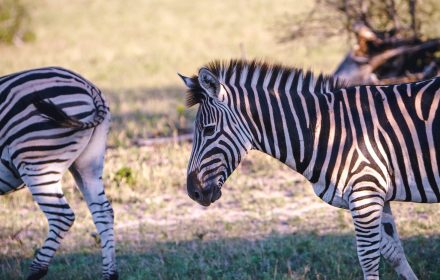 The largest of the three zebras is the Grevy’s zebra species