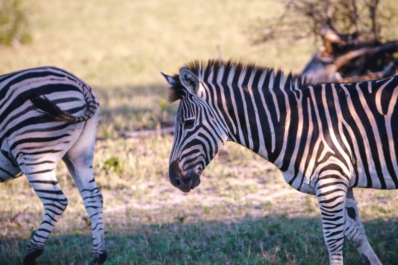 The largest of the three zebras is the Grevy’s zebra species