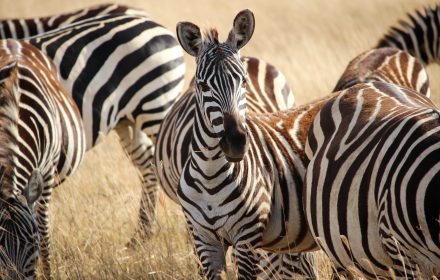 Grevy’s Zebra is the world’s rarest zebra and the most beautiful of them all