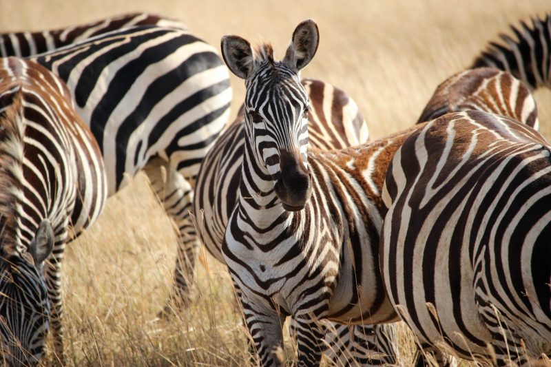 Grevy’s Zebra is the world’s rarest zebra and the most beautiful of them all
